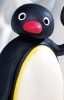 pingu-848